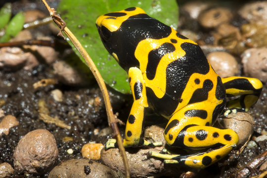 tiny dart frogs, Yelow-Banded Pison frog, Dendrobates leucomelas