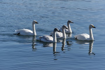 Fototapeta premium ハクチョウ一家