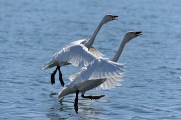 ハクチョウのシンクロ