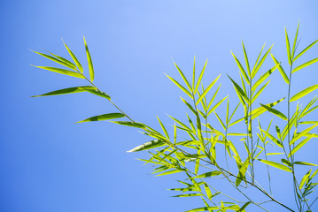 Bamboo leaf background on blue sky.