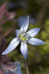 Wild blue smal lily