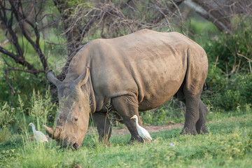 Un rhinocéros mange de l& 39 herbe