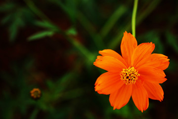 Orange Cosmos Flower in vintage color
