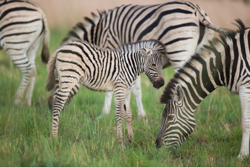 Fototapeta na wymiar Baby zebra standing in the field with its mother