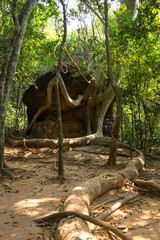 Rain forest in Cambodia