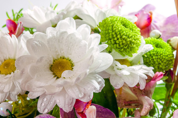 Daisies with white and green chrysanthemum petals closeup