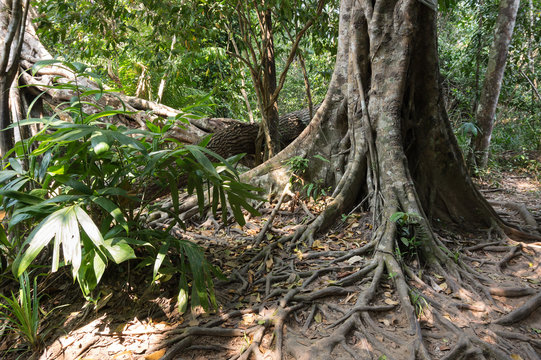Rain forest in Cambodia