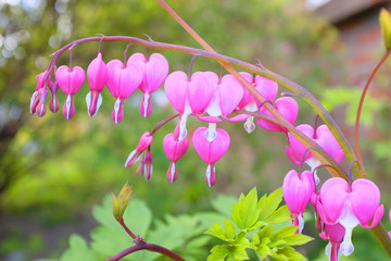 Bleeding heart
