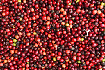 fresh coffee beans before roast.