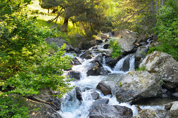 mountain river and coniferous forest