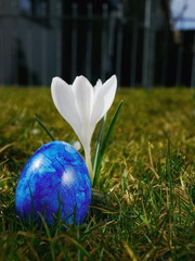 blue egg on meadow with crocusses
