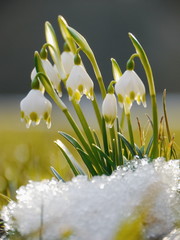 spring snowflake snowdrop