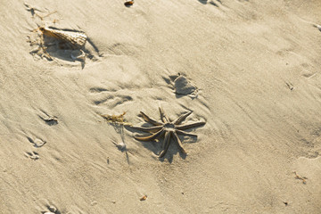 Obraz premium Starfish on the beach