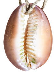 pendant from natural cowry mollusk shell on thread
