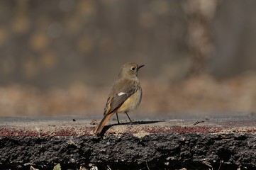 ジョウビタキ♀