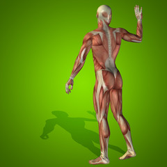 Conceptual 3D human man health anatomy