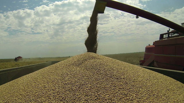 Unloading Wheat Grain