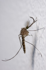 Mosquito posado
