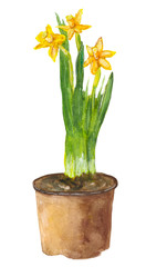 Narcissus in a pot  Watercolor painting. Can be used for postcards, prints and design      