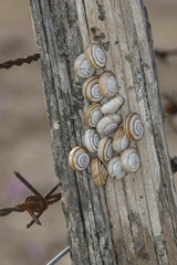 Babosa anaranjada Arion rufus