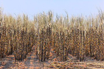 Sugarcane field burning in Thailand