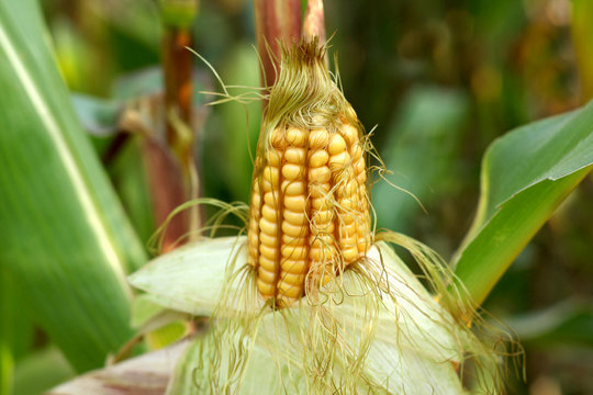 Ripe corn in the field closeup.
