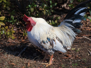 The fowl gets depressed