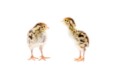 Two little quail chick isolated on white background
