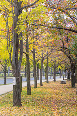 Autumn Public park, Public park during red Autumn season with bicycle lane and signage in Osaka, Japan