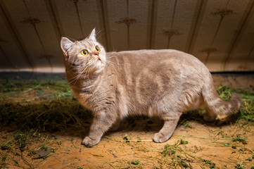 A beautiful cat playing in the hay in a barn