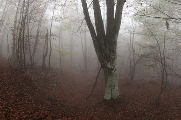 grupo de setas Ramaria en su ambiente natural