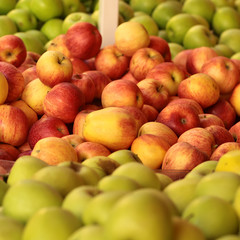 Fresh green red yellow apples