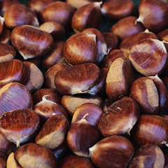 Many sweet chestnut fruit