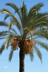 Palm with large green leaves