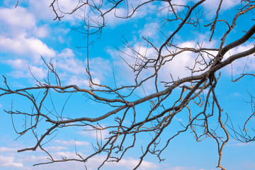 Bare tree branches against blue  sky