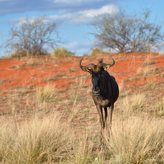 Blue wildebeest antelope