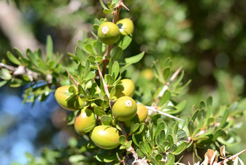 Sidi  Kaouki, Morocco -  January 8, 2016: Argan tree with nuts on branches
