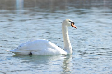 Swan's elegance