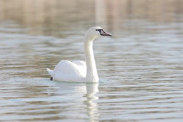 Young swan on lake