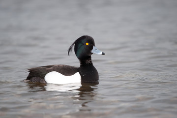 Reiherente auf dem Wasser