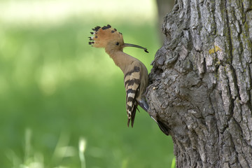Obraz premium Nice bird with crest Hoopoe (Upupa epops)