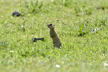 Naklejka na ściany i meble cute European ground squirrel on field (Spermophilus citellus)cute European ground squirrel on field (Spermophilus citellus)