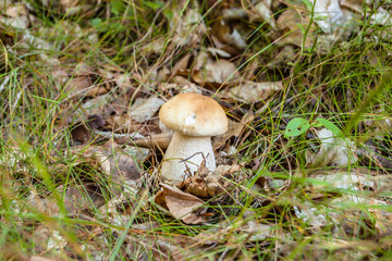 Small boletus mushroom in forest.