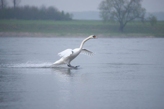 landender Schwan