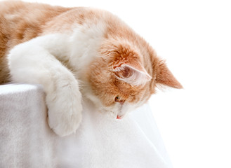 Ginger White Cat isolated over white background.