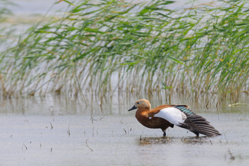 Ruddy shelduck at shallow water reed