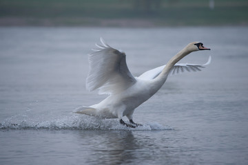 landender Schwan