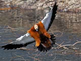 Front view of flying Ruddy shelduck