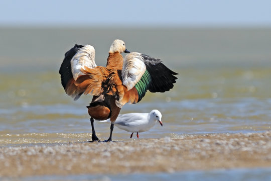 Flapping wings Ruddy shelduck and Slender-billed gull