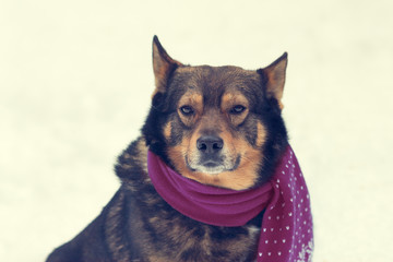 Portrait of a dog with scarf tied around the neck sitting in sno